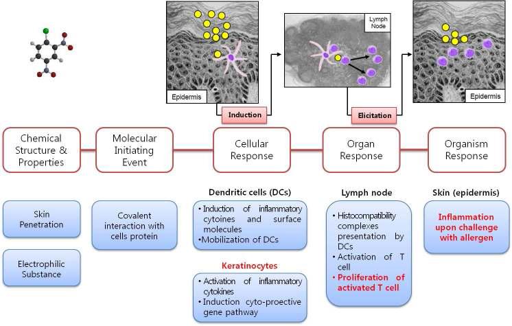 Flow diagram of the pathways associated with skin sensitization