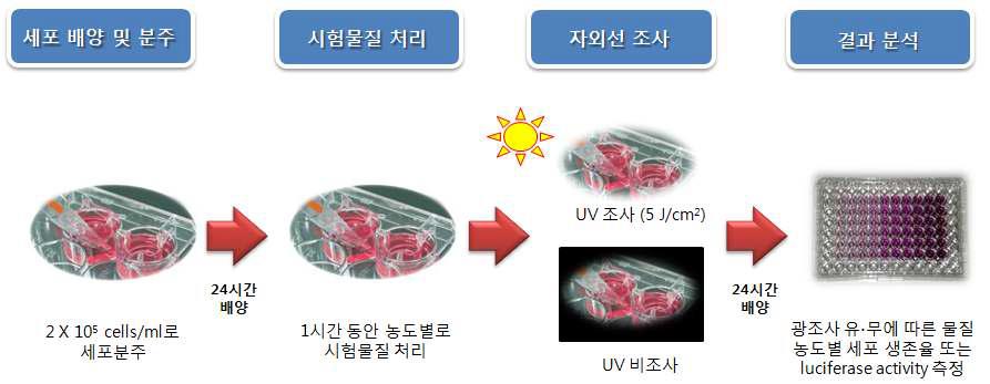 Scheme of in vitro phototoxicity test using JB6-ARE cell