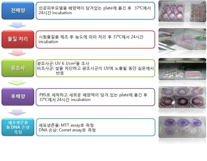 Scheme of human 3-D reconstructed skin model phototoxicity and photogenotoxicity tests