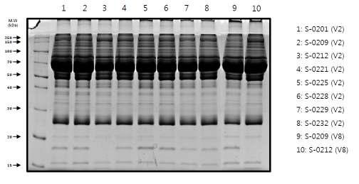 One dimensional electrophrosis for proteomic analysis