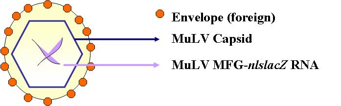 일본뇌염바이러스 Envelope 만을 지닌 pseudotyped virus의 구조