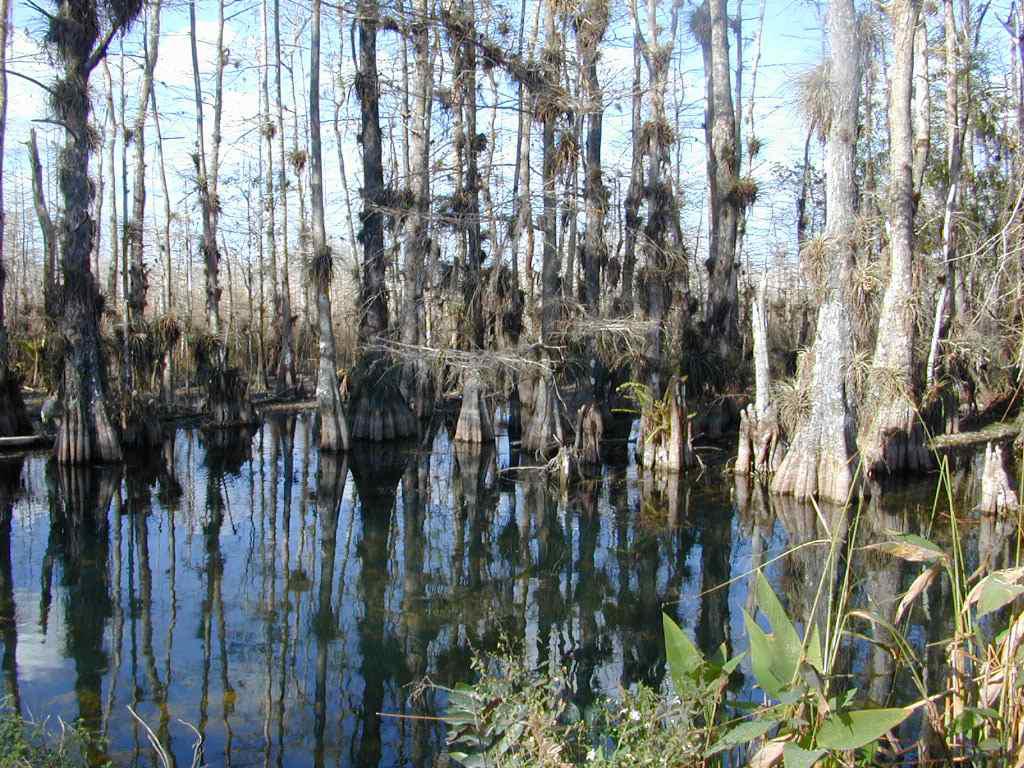 대표적인 플로리다 에버글레이드 습지대 환경 (www.Everglades.org)