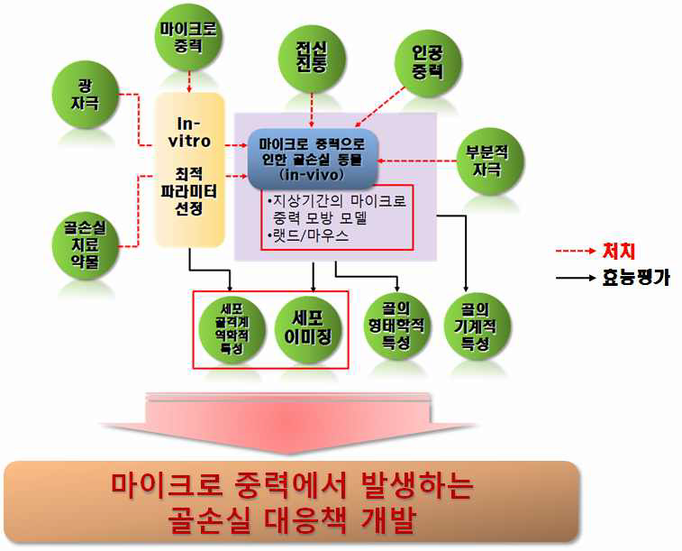 그림 3.1.2.4 마이크로 중력에서 발생하는 골 손실 대응책 개발 모식도