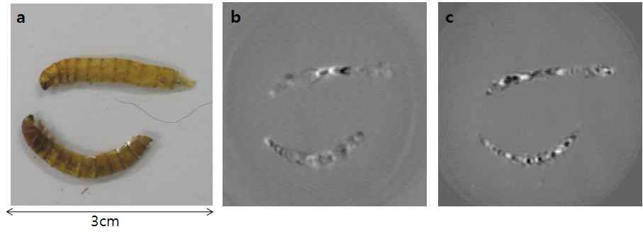 (a) PDMS 함입 벌레 시편 사진, (b) 시간축 THz 이미지, (c) 주파수축 THz 이미지