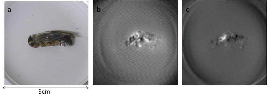 (a) PDMS 함입 곤충 시편 사진, (b) 시간축 THz 이미지, (c) 주파수축 THz 이미지