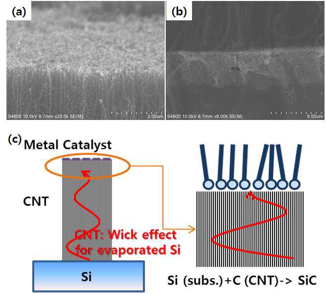 (a) 탄소나노튜브 층 상단의 금속 촉매 층과 (b) SiC 나노선 생성 열 처리 후, 실리콘 기판의 SEM 사진. (c) 탄소나노튜브의 심지효과에 의한 SiC 나 노선 생성과정 추측도