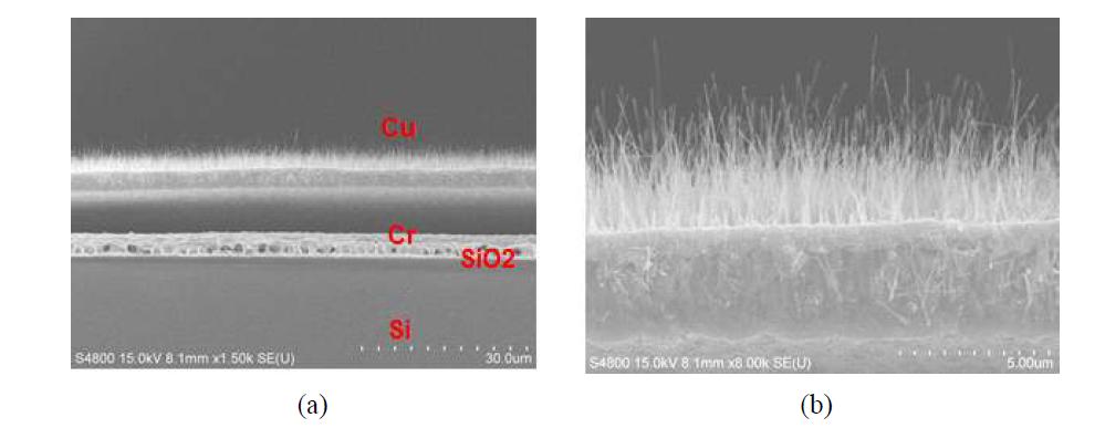 Si/SiO2/Cr/Cu 층을 이용하여 성장시킨 CuO 나노선의 형상