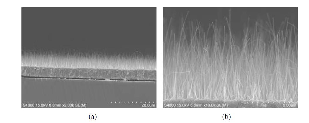 Si/Mo/Cu/Ti(5nm) 층을 이용하여 400℃에서 4시간동안 성장시킨 CuO 나노선의 형상