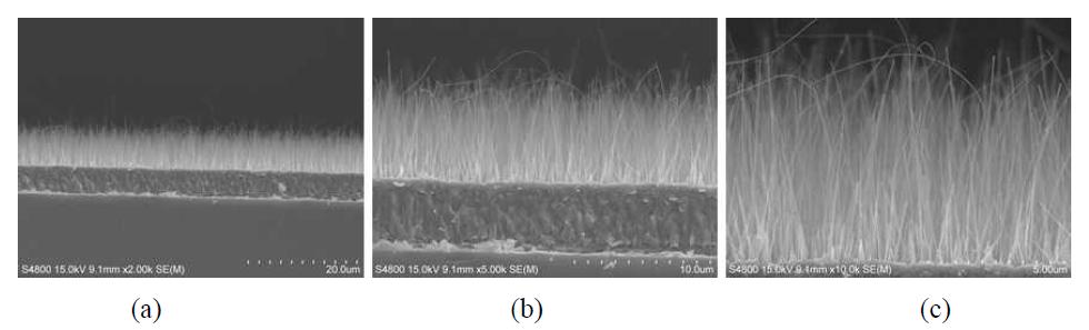 Si/Mo/Cu/Ti(5nm) 층을 이용하여 400℃에서 6시간동안 성장시킨 CuO 나노선의 형상