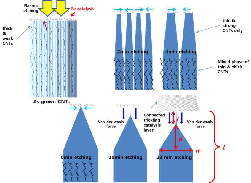 CNT 양극의 전계방출 특성 향상을 위한 in-situ plasma treatment의 도식; 각각 plasma treatment 된 (w) CNT의 stack 너비, (h) stack head 길이, (t) tip 길 이임