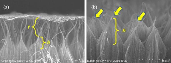 In-situ plasma treatment 처리 후 aging 전-후의 CNT 음극의 SEM 사 진 (a) aging 전에 측정된 SEM 사진 (b) aging 후에 측정된 SEM 사진; (h) plasma treatment 된 CNT의 stack head 길이, (t) tip 길이