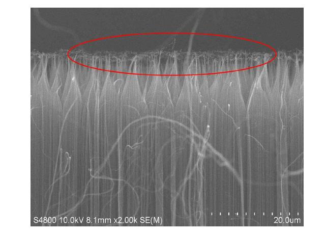 In-situ plasma treatment 후에 만들어지는 CNT 다발의 상단 영역은 다수의 이중벽 CNT로 이루어져 있었다