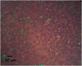 다결정 니켈막 위에 성장된 {그래핀 + 그래파이트}막의 광학현미경 사진