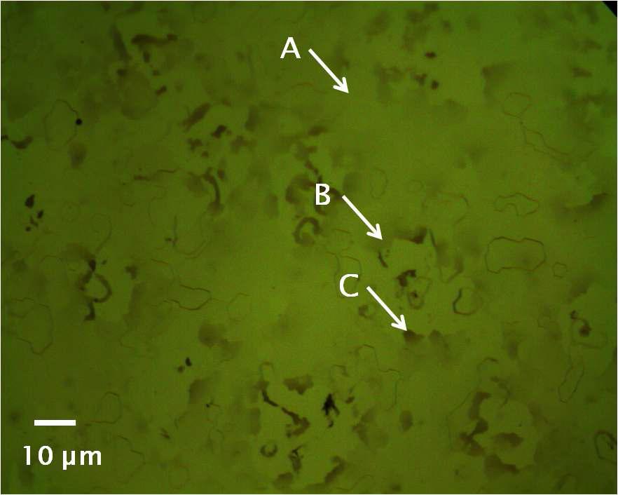 단결정 니켈막 위에 성장된 그래핀막의 광학현미경 사진