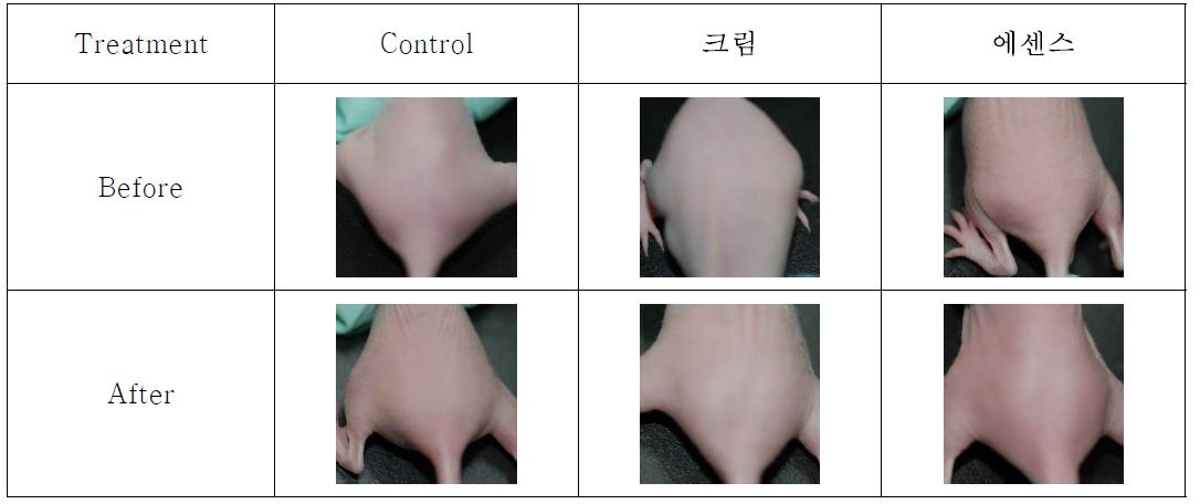 누드마우스에 대한 시제품과 조성물의 적용 효과