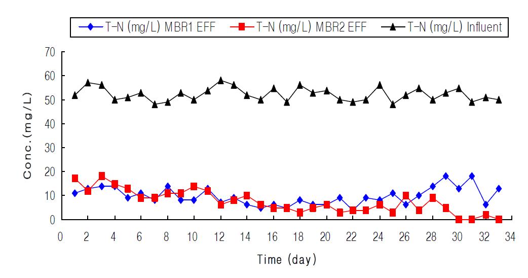 페놀 100mg/L의 농도로 주입 시 T-N의 농도변화