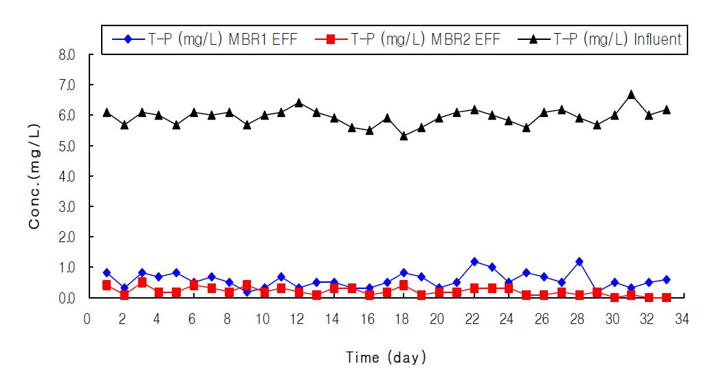 페놀 100mg/L의 농도로 주입 시 T-P의 농도변화