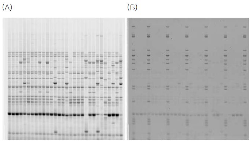그림 3.2 HFERP DNA fingerprint image의 예. typhoon scanner의 2가지