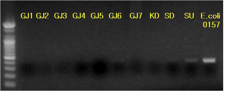 그림 4.19 10월 시료의 장내 질환 유발 세균(E. coli 0157) 동정