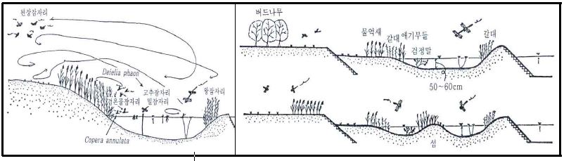 (그림 36) 하천 상류부 잠자리류 서식환경 조성 예시 (참고 : 녹지생태학, 안영희)