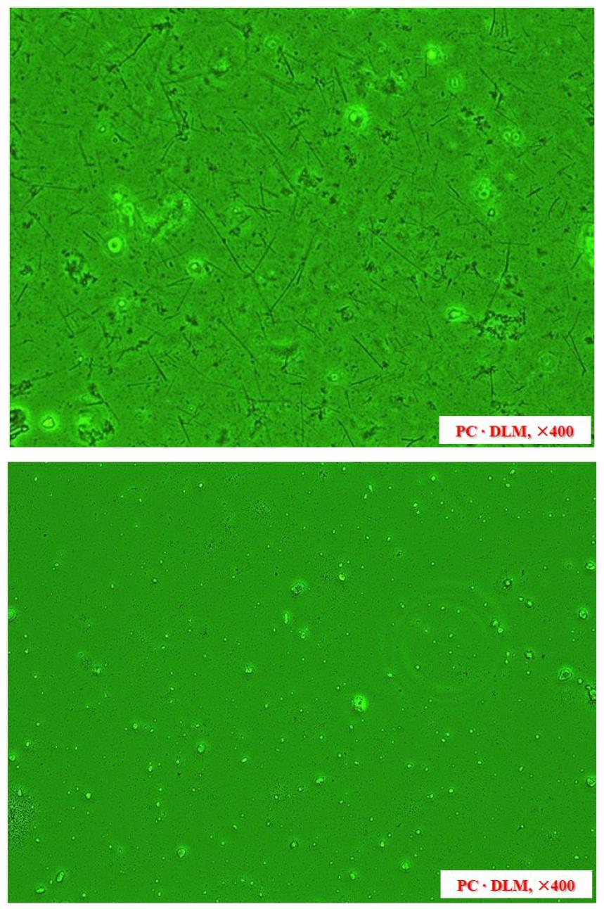 저온회화 처리 전(상)․후(하)위상차현미경 관찰사진