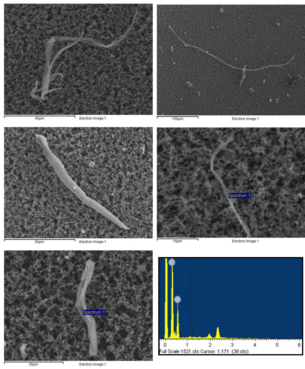 공기 중 시료에 포함된 섬유상 유기물질에 대한 SEM/EDS관찰