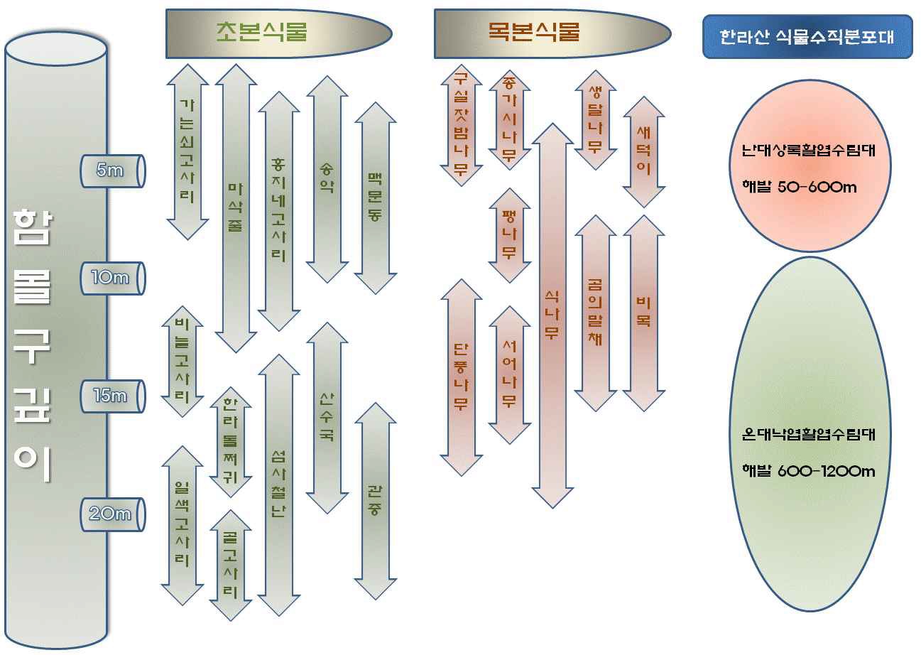 그림 37. 함몰구 조사지역 출현종의 수직 분포 모식도