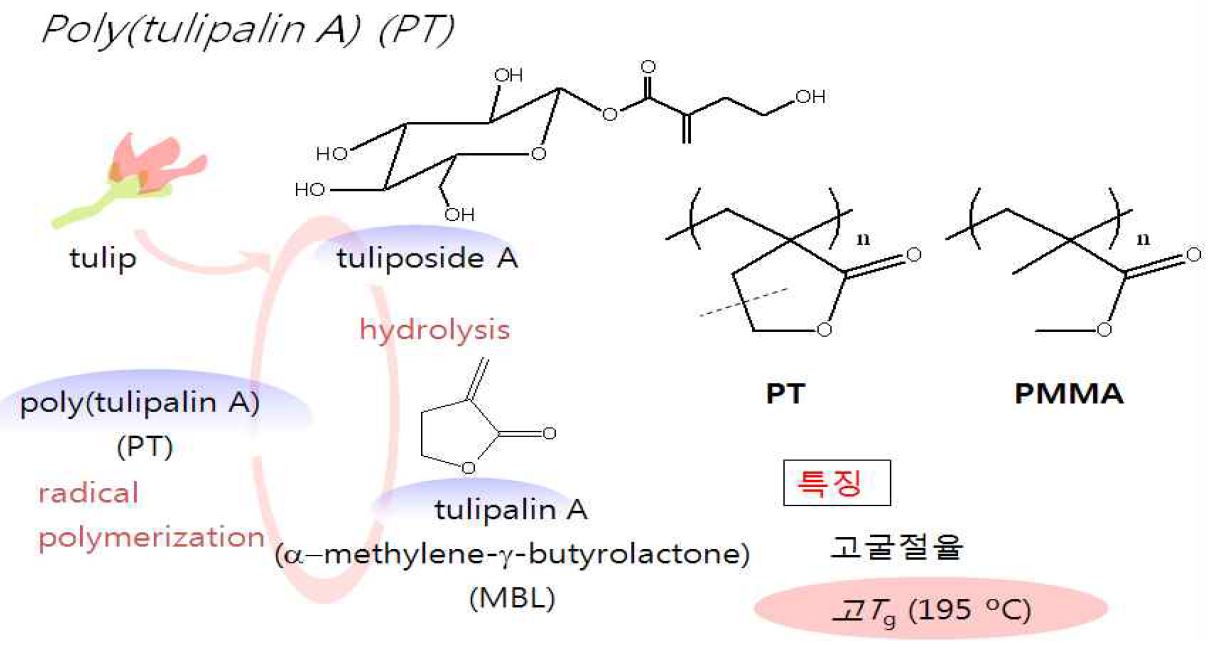 poly(tulipalin A) (PT)