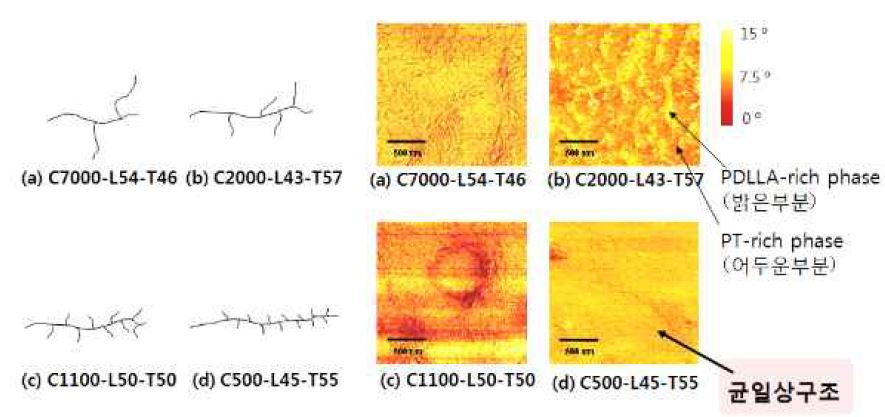 AFM phase images of the typical copolymers