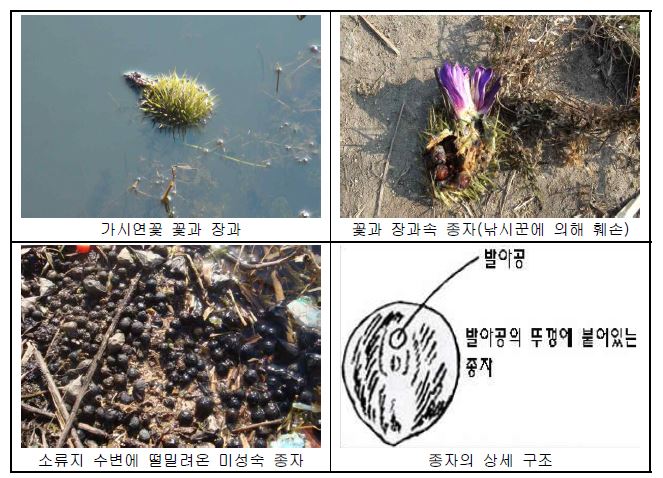 (그림 3.2 - 1) 가시연꽃 종자 사진(좌)과 종자의 형태(우)
