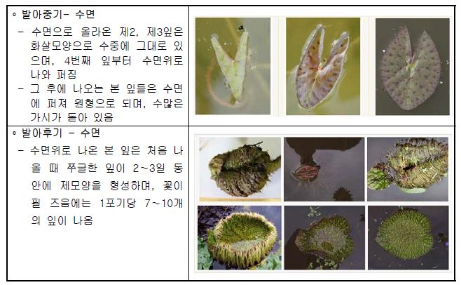 (그림 3.2 - 2) 가시연꽃 초기 발아 및 잎의 생육형태