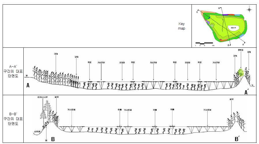 (그림 3.3 - 11) 둔덕 소류지내 횡단에 따른 식물분포