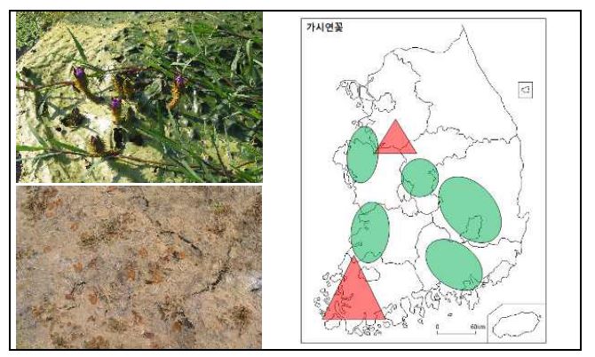 (그림 4.3 - 5) 좌: 상) 정상 개체, 하) 환경변화에 따라 파괴된 개체,우: 가시연꽃 분포지역(녹색, ●), 우선 보호지역(붉은색, ▲)