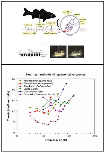 어류의 청감체계와 청감반응역치