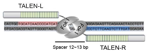 그림. TALEN 의 개념 모식도