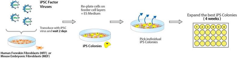 그림. 역분화 인자를 이용한 역분화줄기세포 수립