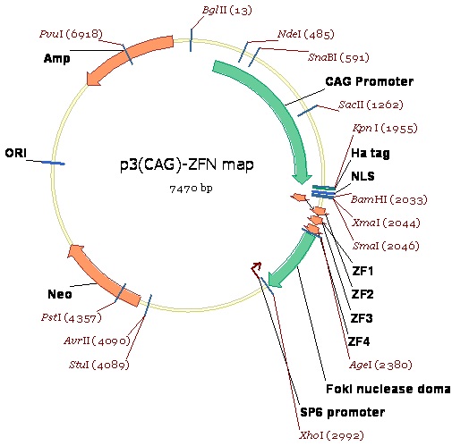 그림. p3(CAG)-ZFN vector map