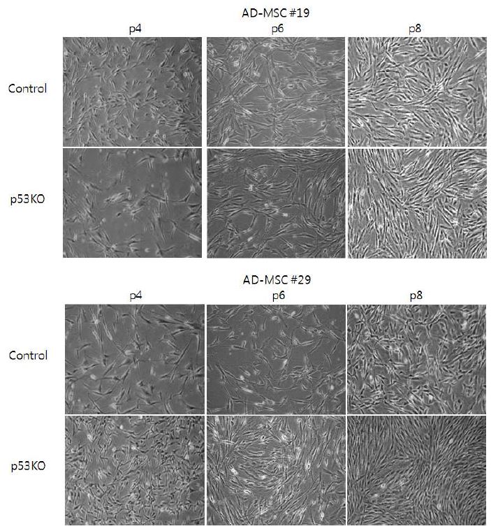 그림. AD-MSC(#19, #29)에 p53 knockout ZFN construct를 transfection한 후 계대배양에 따른 cell morphology의 변화