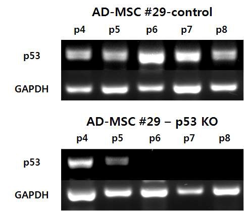 그림. AD-MSC(#19, #29)에 p53 knockout ZFN construct를 transfection한 후 계대배양에 따른 genomic p53 level 변화