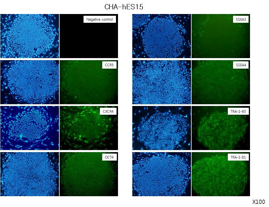 그림. 배아줄기세포(CHA-hES15)에서 CCR5, CXCR4 및 미분화마커(OCT4, SSEA3, SSEA4, TRA-1-60, TRA-1-81) 발현 확인(Immunocytochemistry)