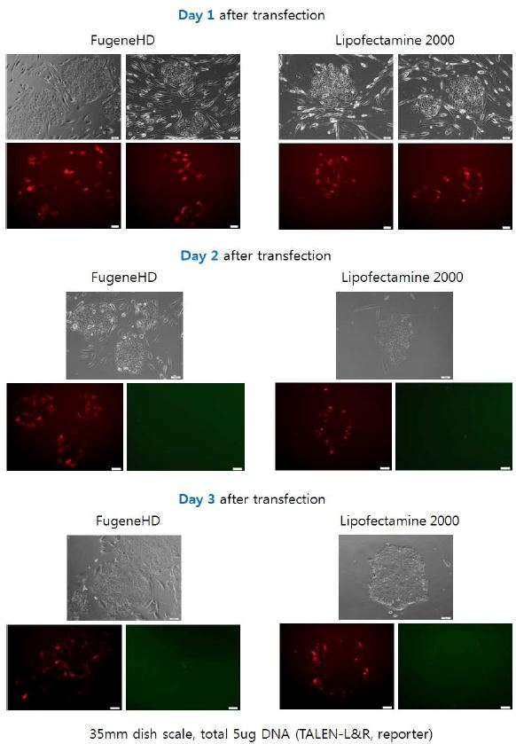 그림. 배아줄기세포(CHA-hES15)에서 CCR5 KO TALEN construct의 Transfection(Fugene 및 Lipofectamine 2000간 효율 비교)