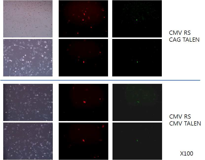 그림. human Urine-derived epithelial cell에서 CCR5 KO TALEN construct의 Transfection