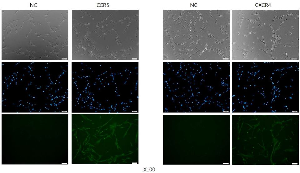 그림. human fibroblast인 IMR90에서 CCR5 및 CXCR4 발현 확인(Immunocytochemistry)