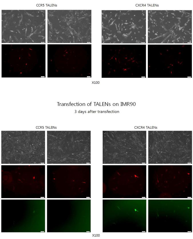 그림. human fibroblast인 IMR90에서 CCR5 및 CXCR4 KO TALEN construct의 Transfection