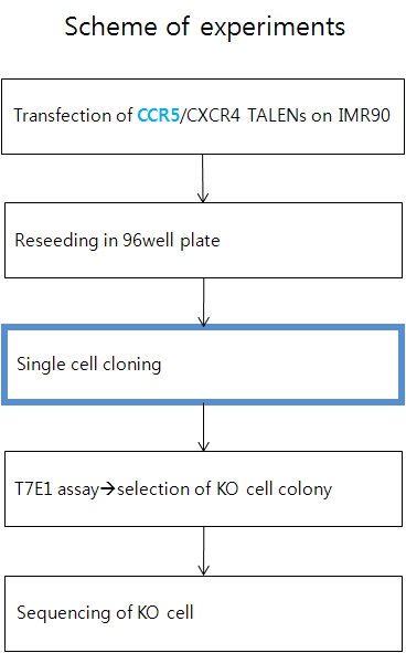 그림. CCR5 및 CXCR4 KO IMR90 cell 확보 방안
