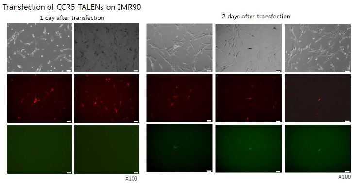 그림. human fibroblast인 IMR90에서 CCR5 KO TALEN construct의 Transfection 후 96well을 이용한 single cell cloning