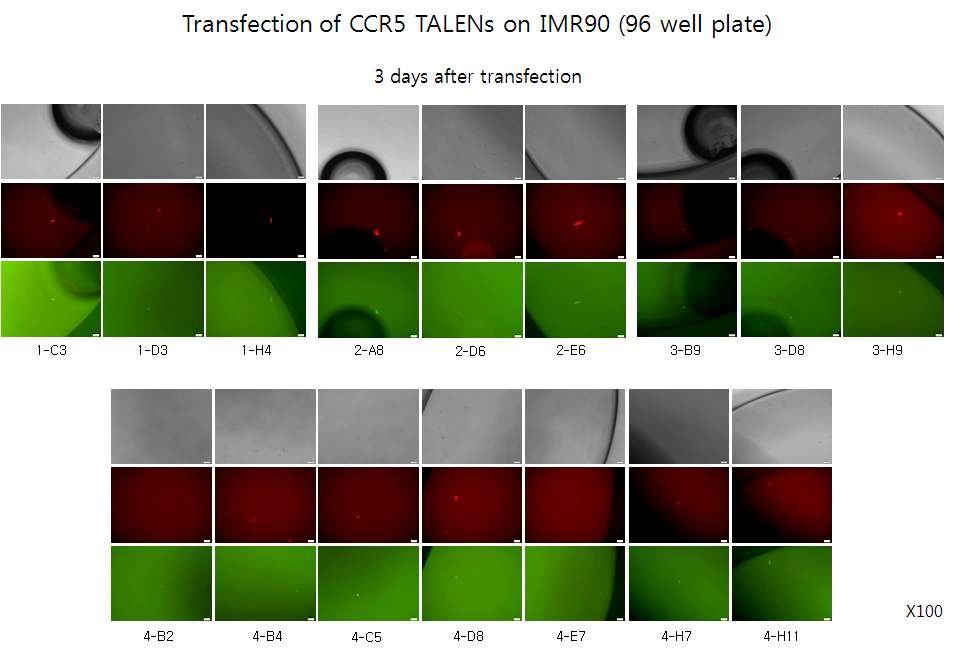 그림. human fibroblast인 IMR90에서 CCR5 KO TALEN construct의 Transfection 후 96well을 이용한 single cell cloning