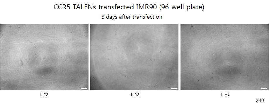 그림. CCR5 KO 된 IMR90 clone의 현미경 사진