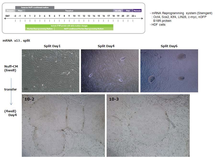 그림. modified mRNA를 이용한 사람의 fibroblast 유래 역분화줄기세포