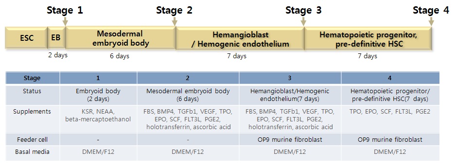 그림. 배아줄기세포의 조혈줄기세포 최적화 분화법(#1 protocol) 모식도